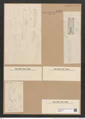 Eunotia pectinalis (Dillw.?) Rabh. (de-Toni-Nr.: Genus 104, Species 3149) Zeichnungen Sammlung Grunow Nr. 6473 (NHMW-BOT-W0375171)